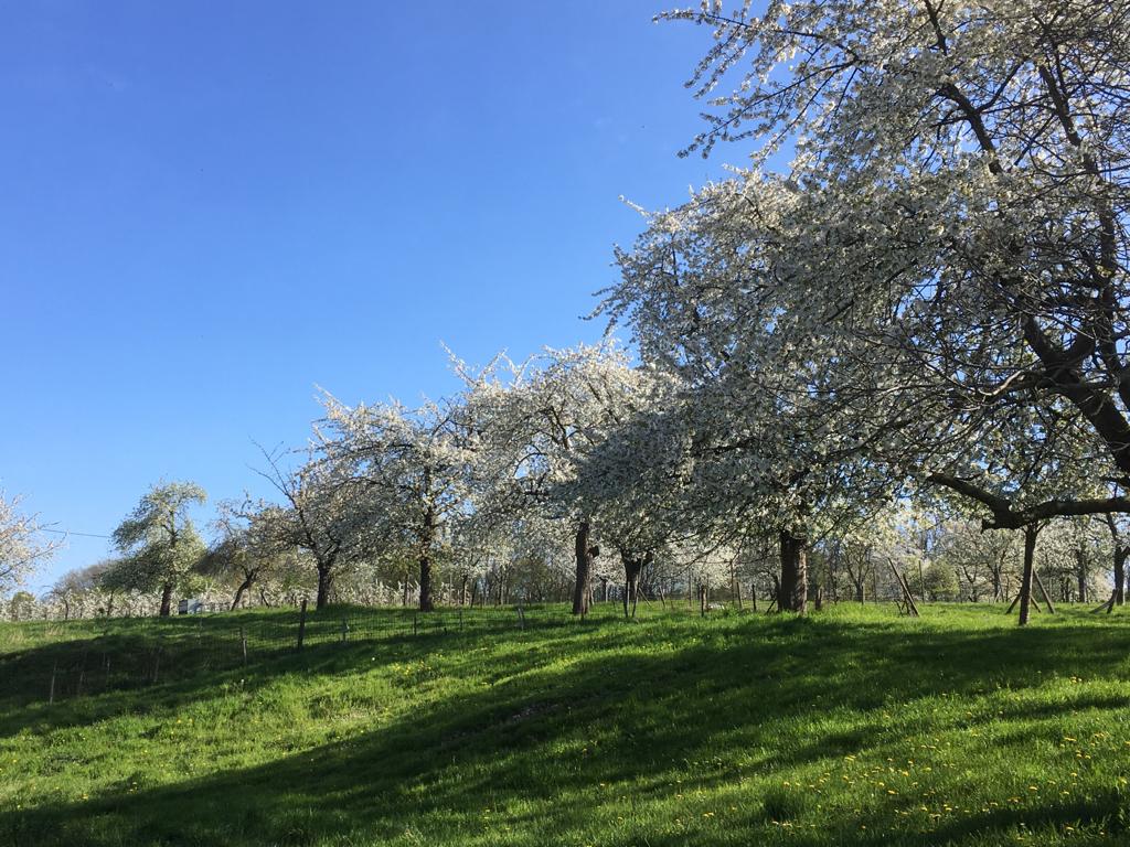 Plaatselijke Afdeling Landen, Sint-Truiden & Tienen